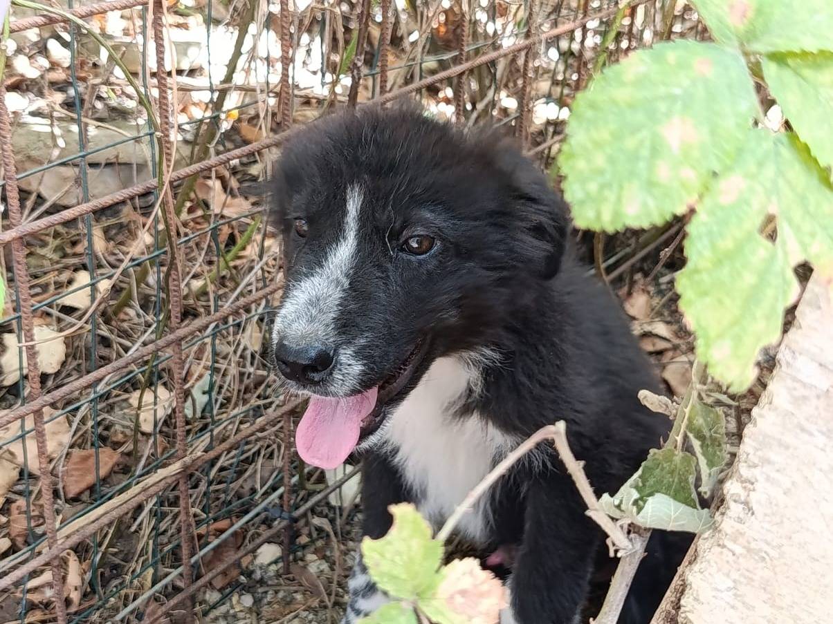 Adozione cane, maschio, Razza sconosciuta Razza sconosciuta, 2 mesi, taglia media, Avellino