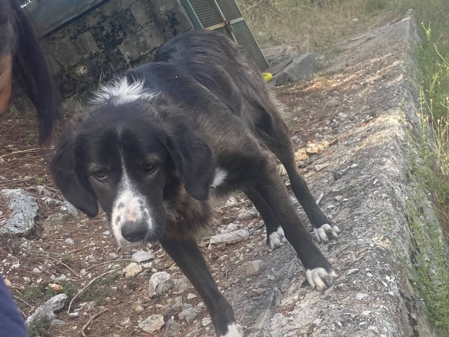 Adotta un cane, maschio, 2 mesi, Avellino