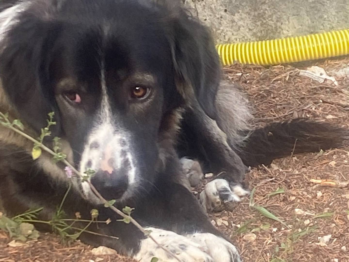 Adotta un cane, taglia media, maschio, Avellino