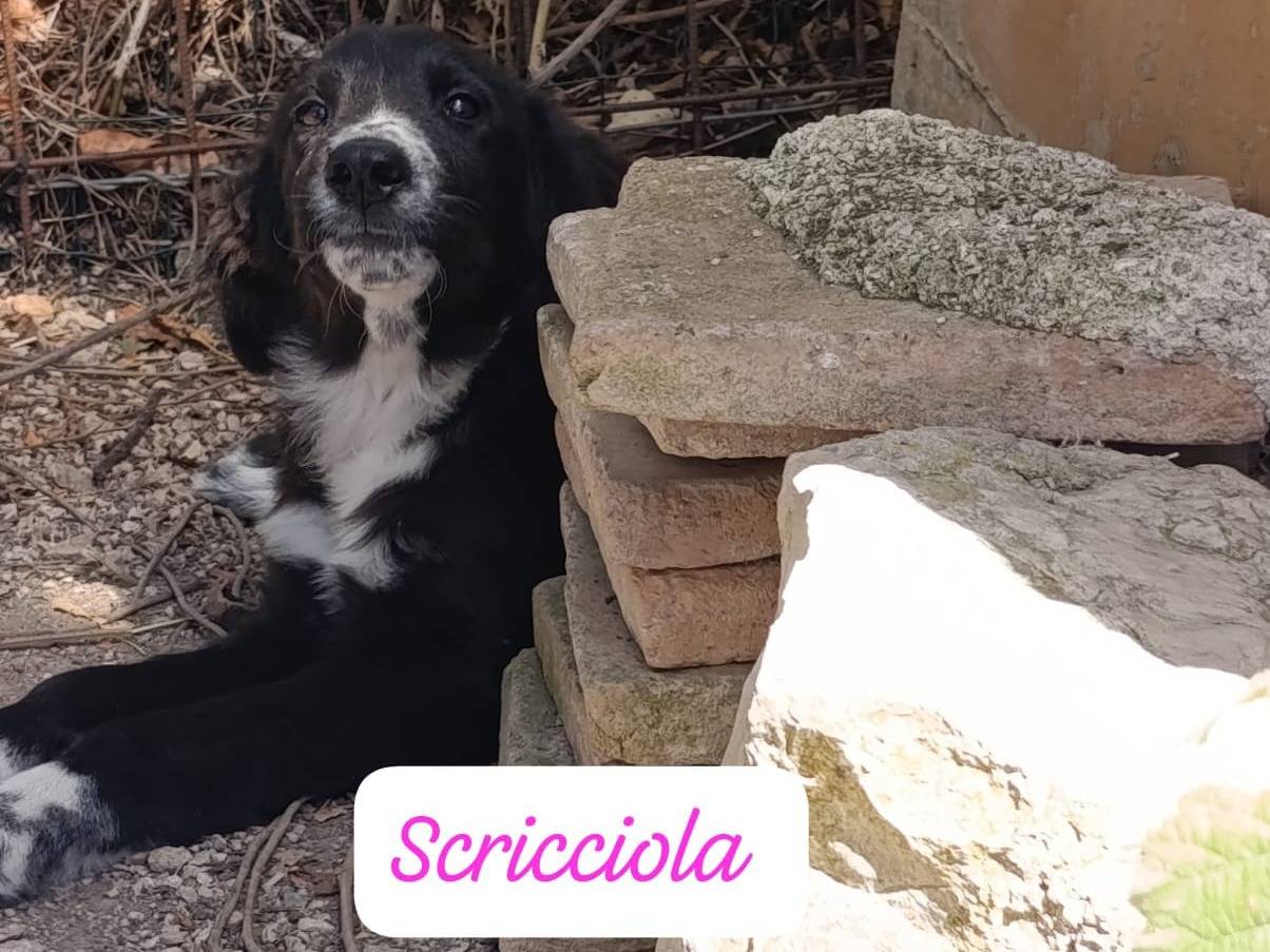 Adotta un cane, taglia media, femmina, Avellino