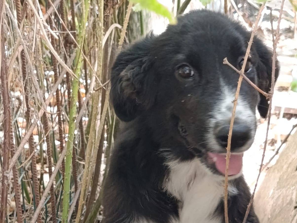 Adozione cane, femmina, Razza sconosciuta Razza sconosciuta, 3 mesi, taglia media, Avellino