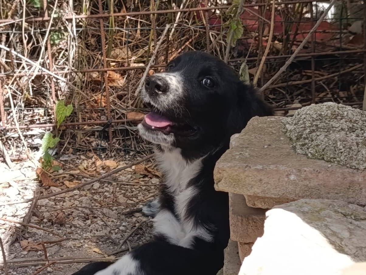 Adotta un cane, femmina, 3 mesi, Avellino