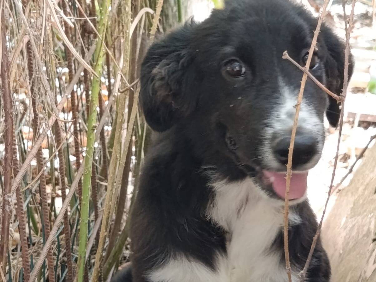 Vuoi adottare un cane a Avellino?