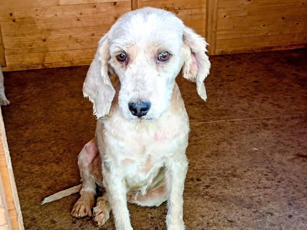 Adozione cane, femmina, Lagotto Razza sconosciuta, 2 anni e 3 mesi, taglia media contenuta, Matera