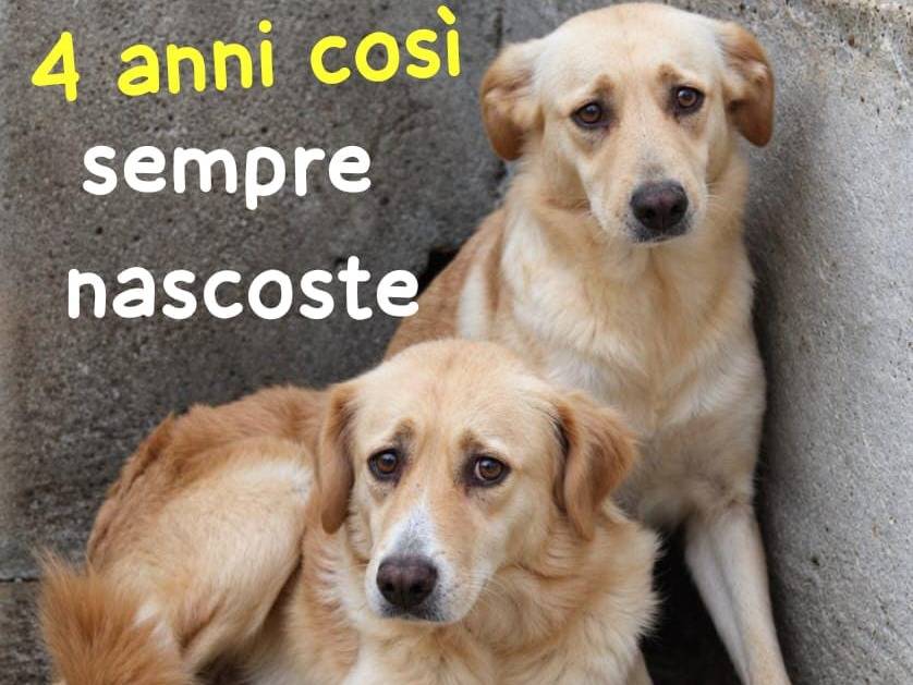 Adozione cane, femmina, Razza sconosciuta Razza sconosciuta, 4 anni e 1 mese, taglia media, Cremona