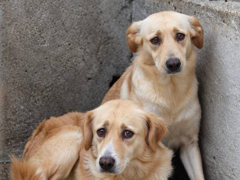 Adotta un cane, femmina, 4 anni e 1 mese, Cremona