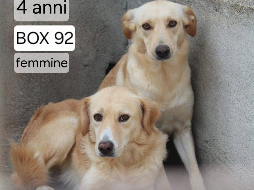 Adotta un cane, taglia media, femmina, Cremona