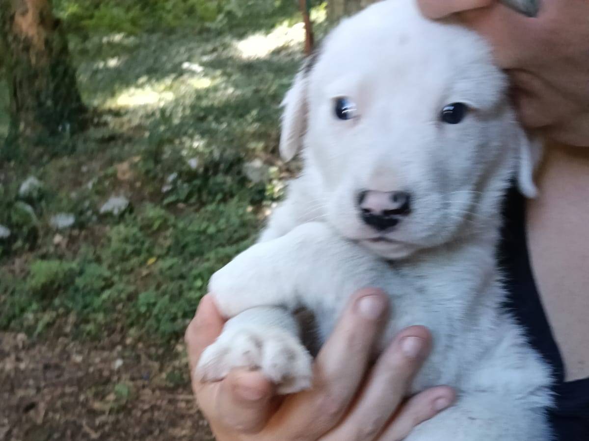 Adotta un cane, maschio, 2 mesi, Avellino