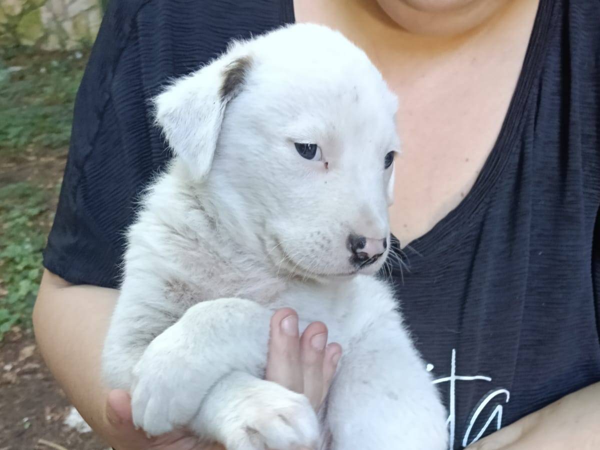 Adotta un cane, taglia grande, maschio, Avellino