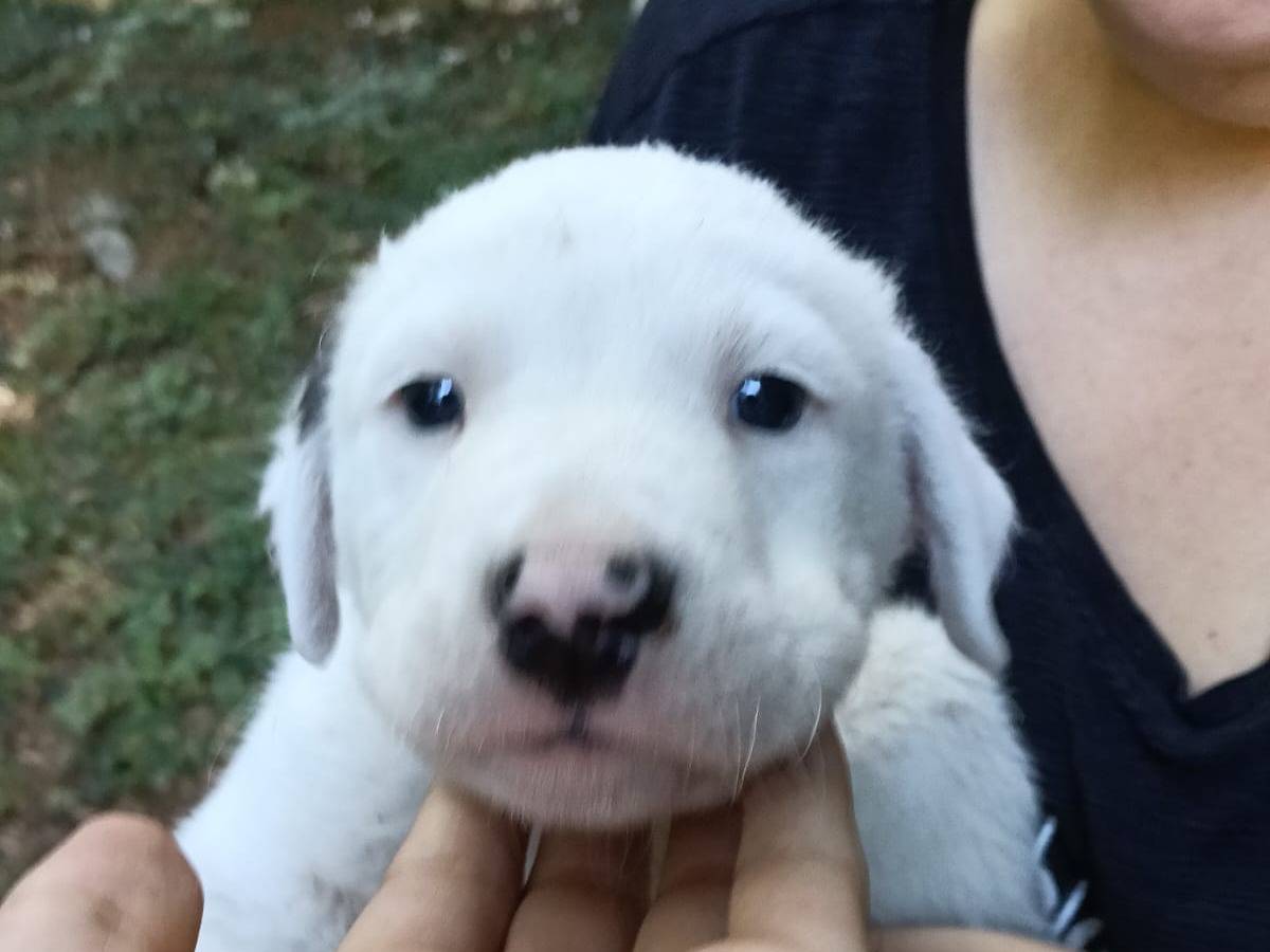Adozione cane, maschio, Razza sconosciuta Razza sconosciuta, 2 mesi, taglia grande, Avellino