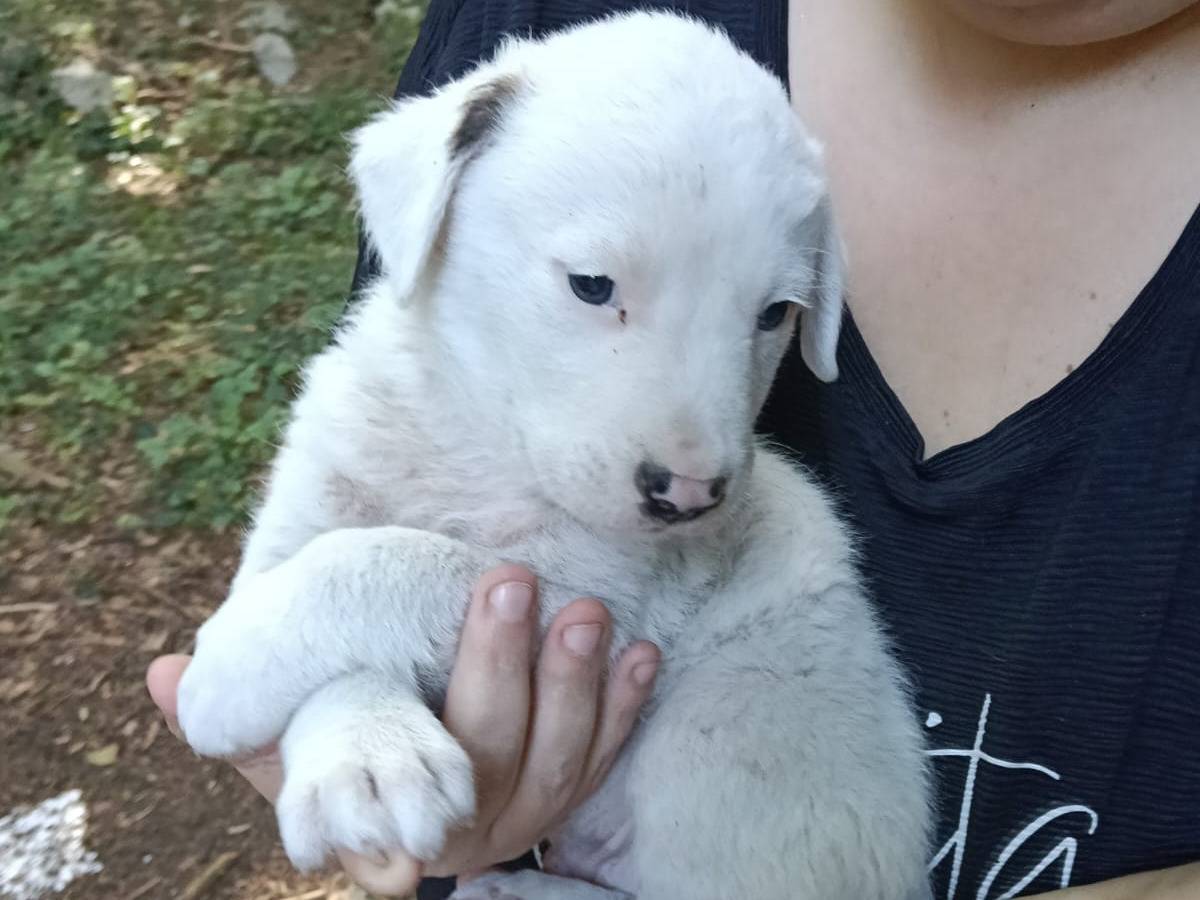 Vuoi adottare un cane a Avellino?