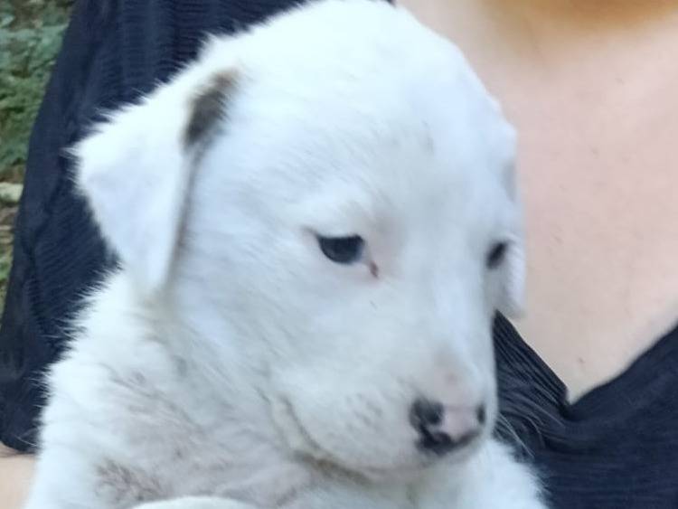 Adotta il cane Menny a Avellino