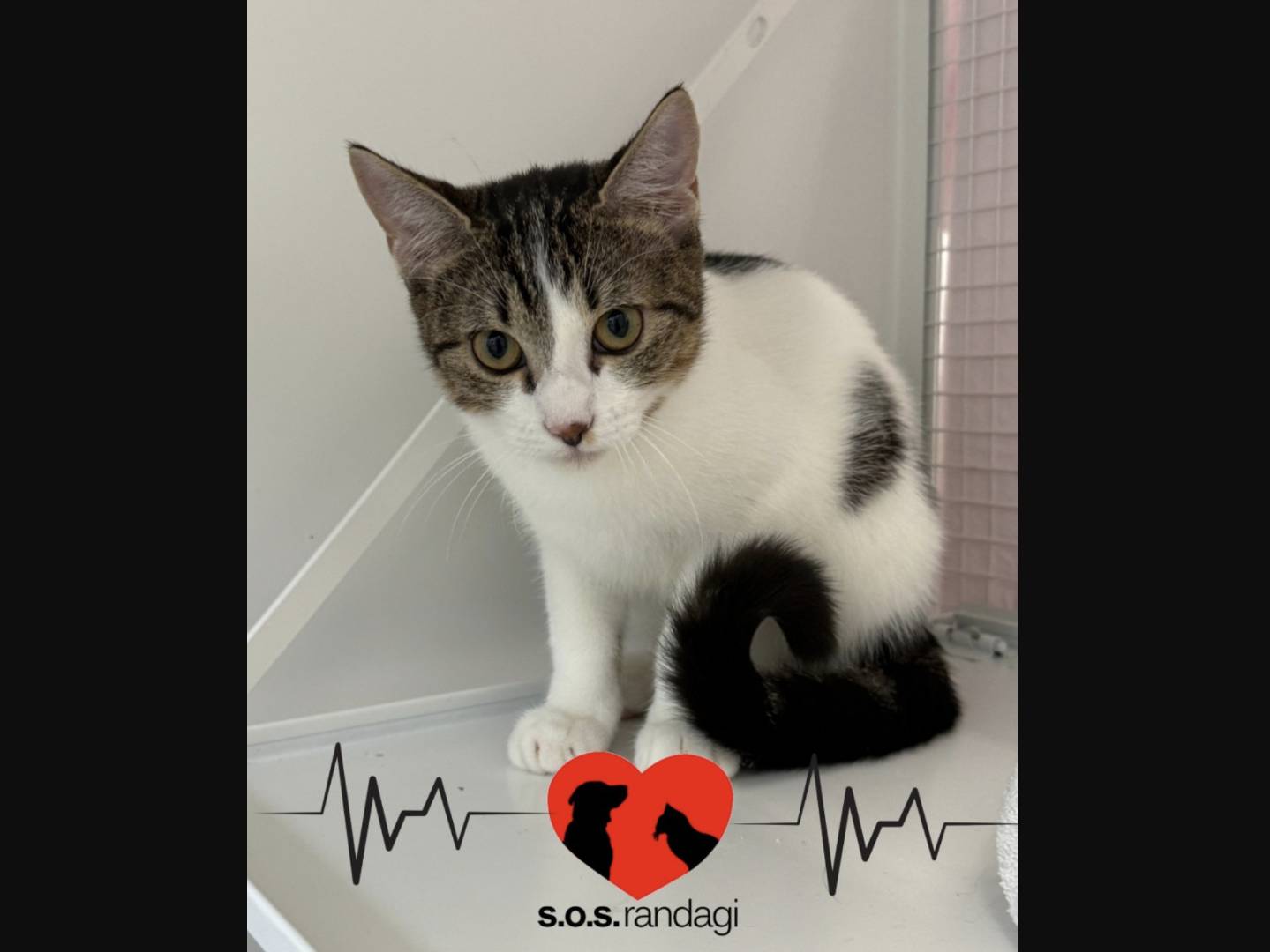 Adozione gatto, maschio, Razza sconosciuta Razza sconosciuta, 6 mesi, taglia non valida, Milano