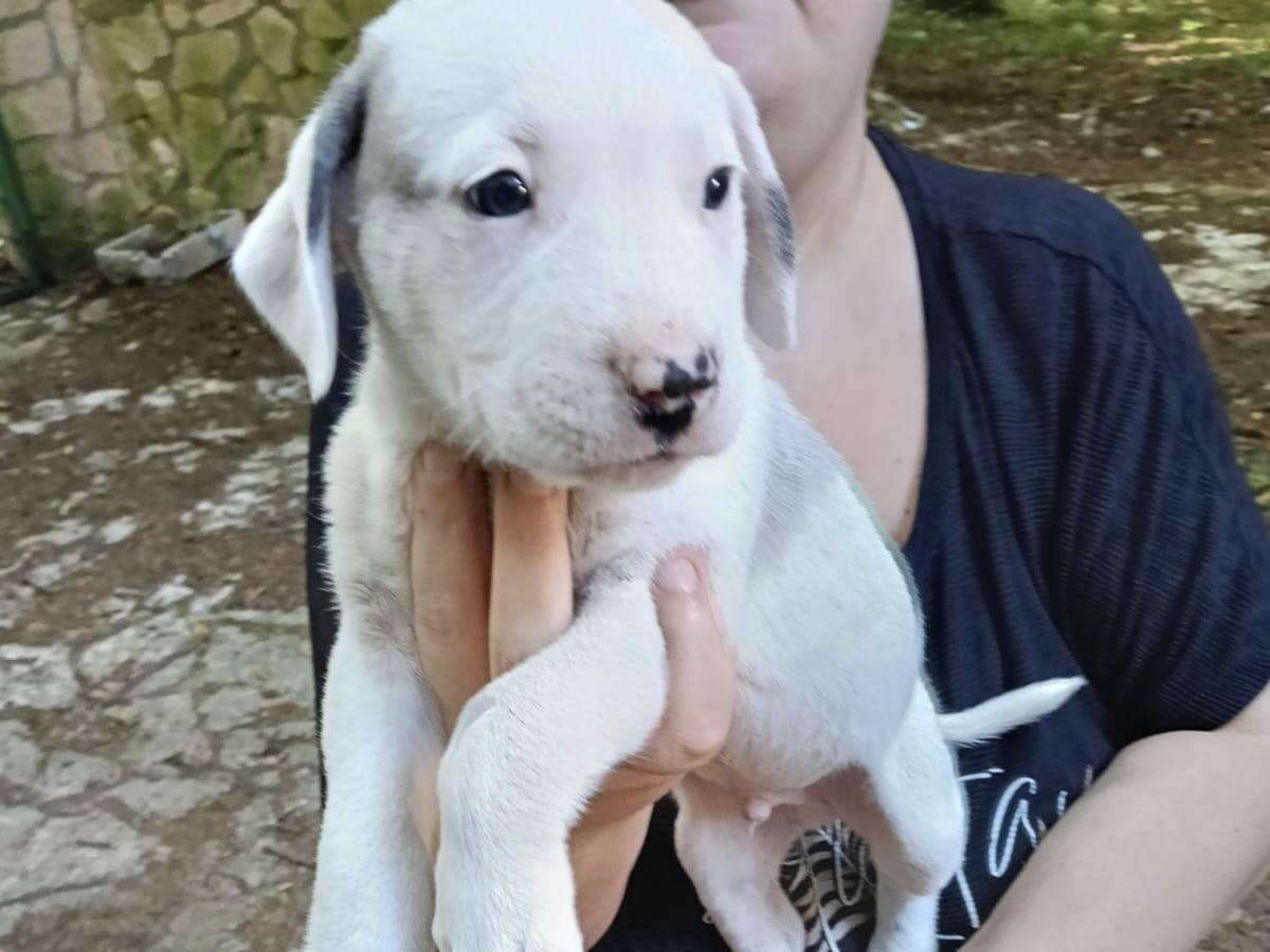 Adozione cane, maschio, Razza sconosciuta Razza sconosciuta, 2 mesi, taglia media, Avellino