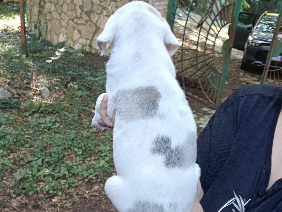 Adotta un cane, maschio, 2 mesi, Avellino