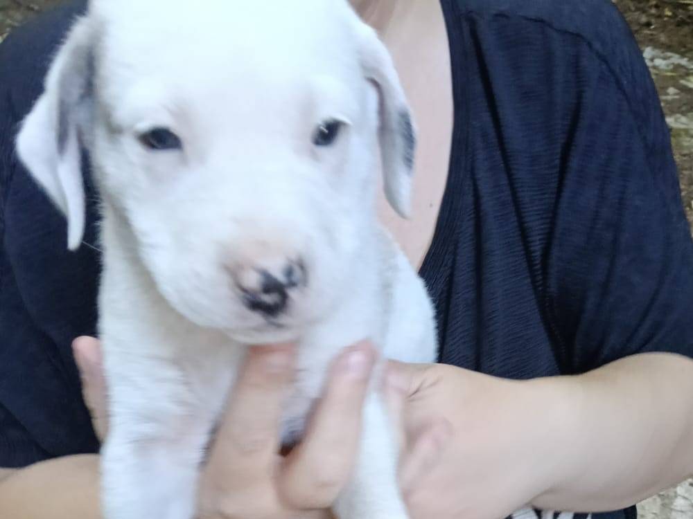 Adotta un cane, taglia media, maschio, Avellino