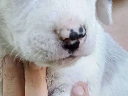Vuoi adottare un cane a Avellino?