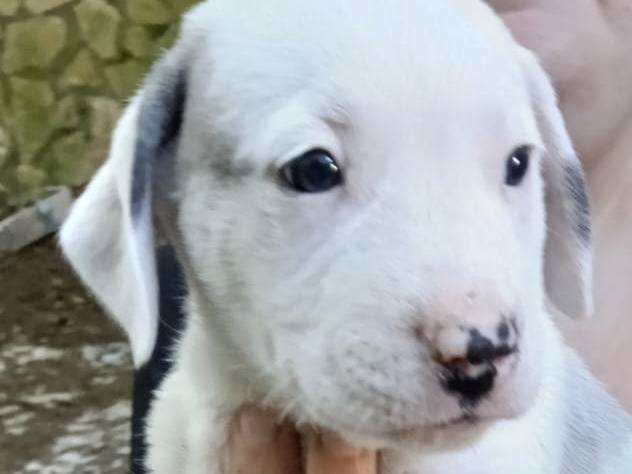 Adotta il cane Pato a Avellino