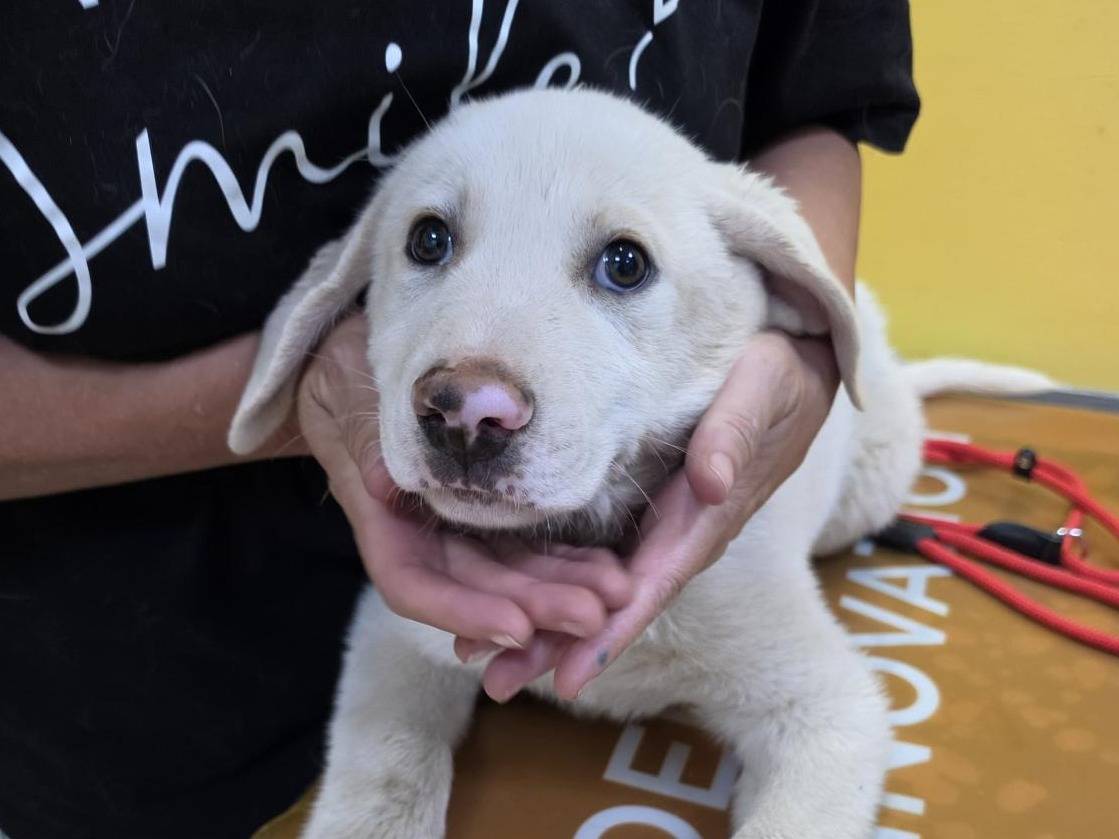 Adotta un cane, maschio, 2 mesi, Roma
