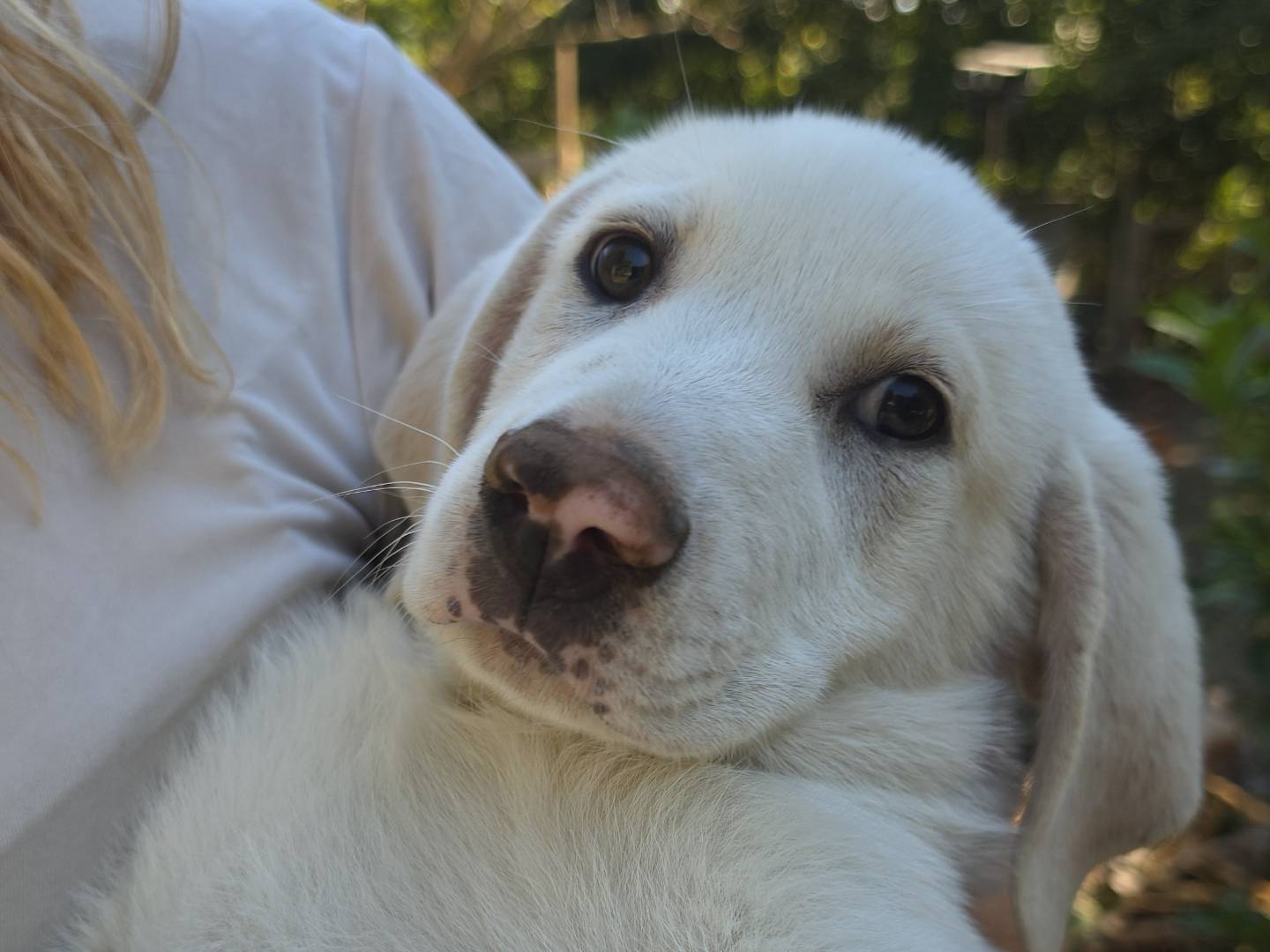Adotta un cane, taglia grande, maschio, Roma