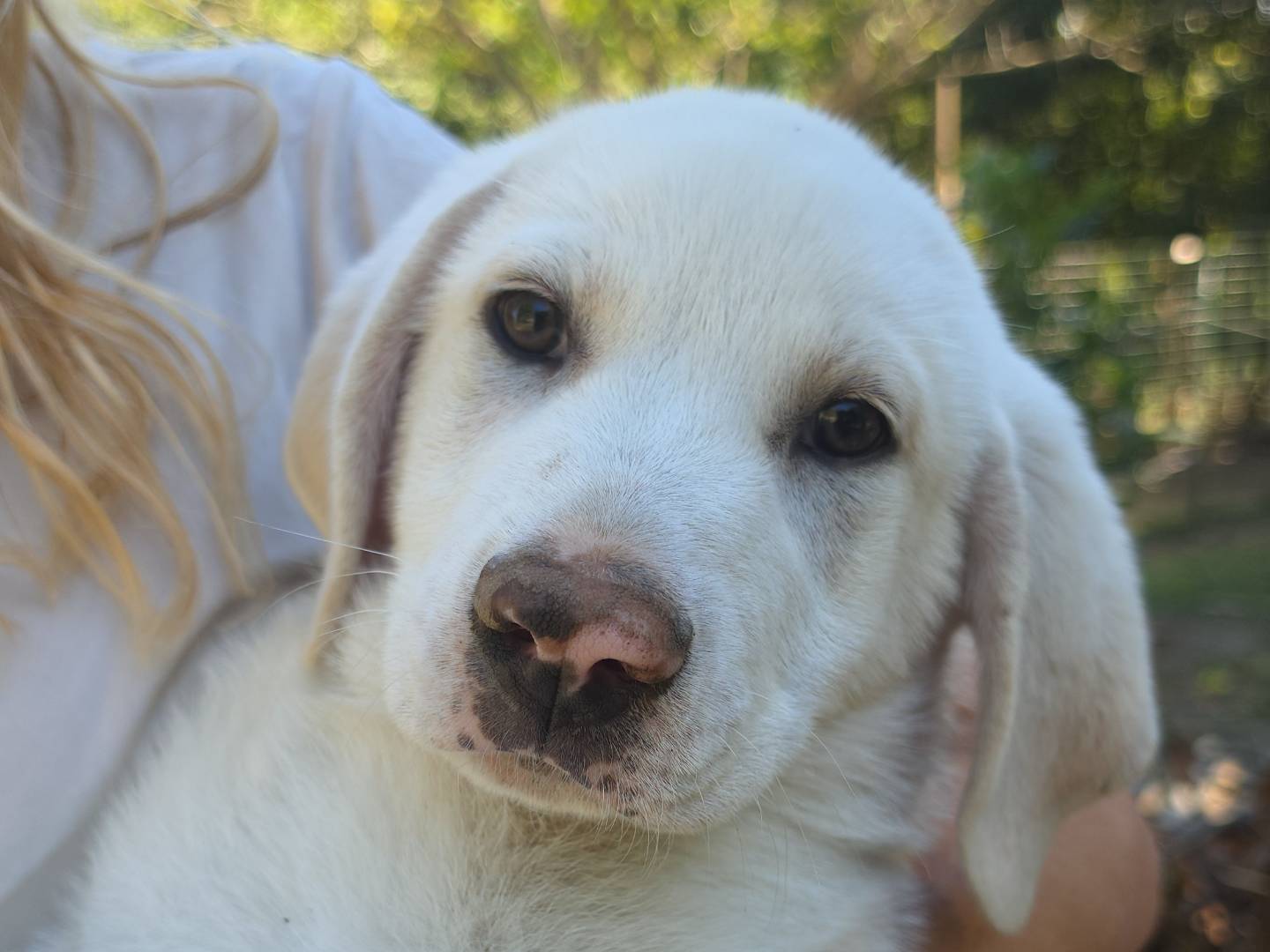 Vuoi adottare un cane a Roma?