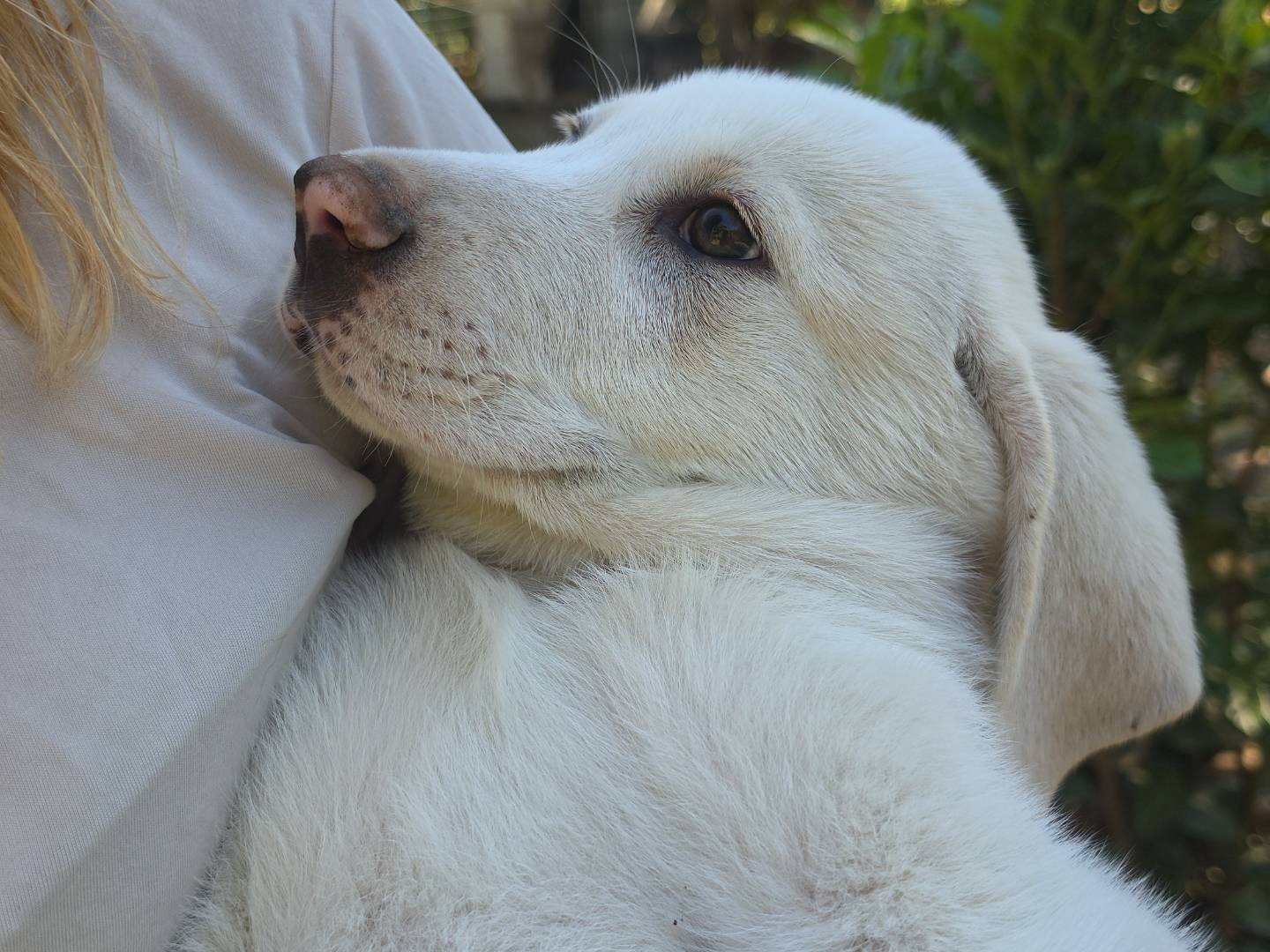 Adotta il cane Calanco  a Roma