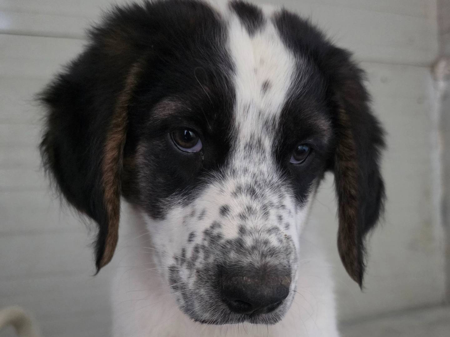 Vuoi adottare un cane a Roma?