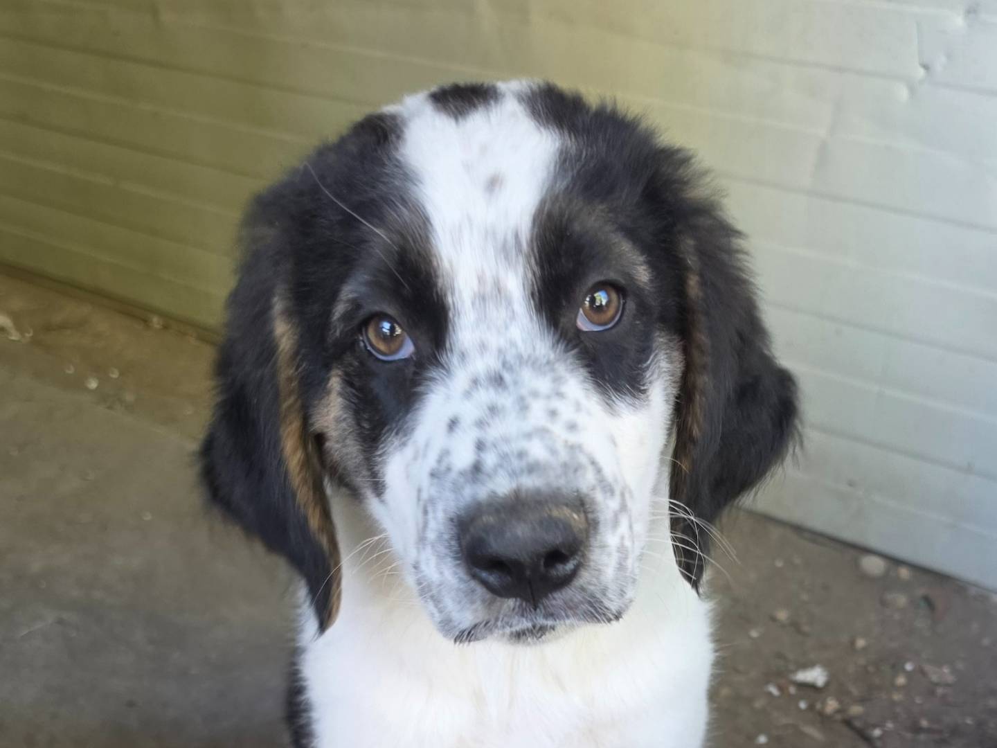 Adozione cane, maschio, Pastore maremmano Razza sconosciuta, 2 mesi, taglia grande, Roma