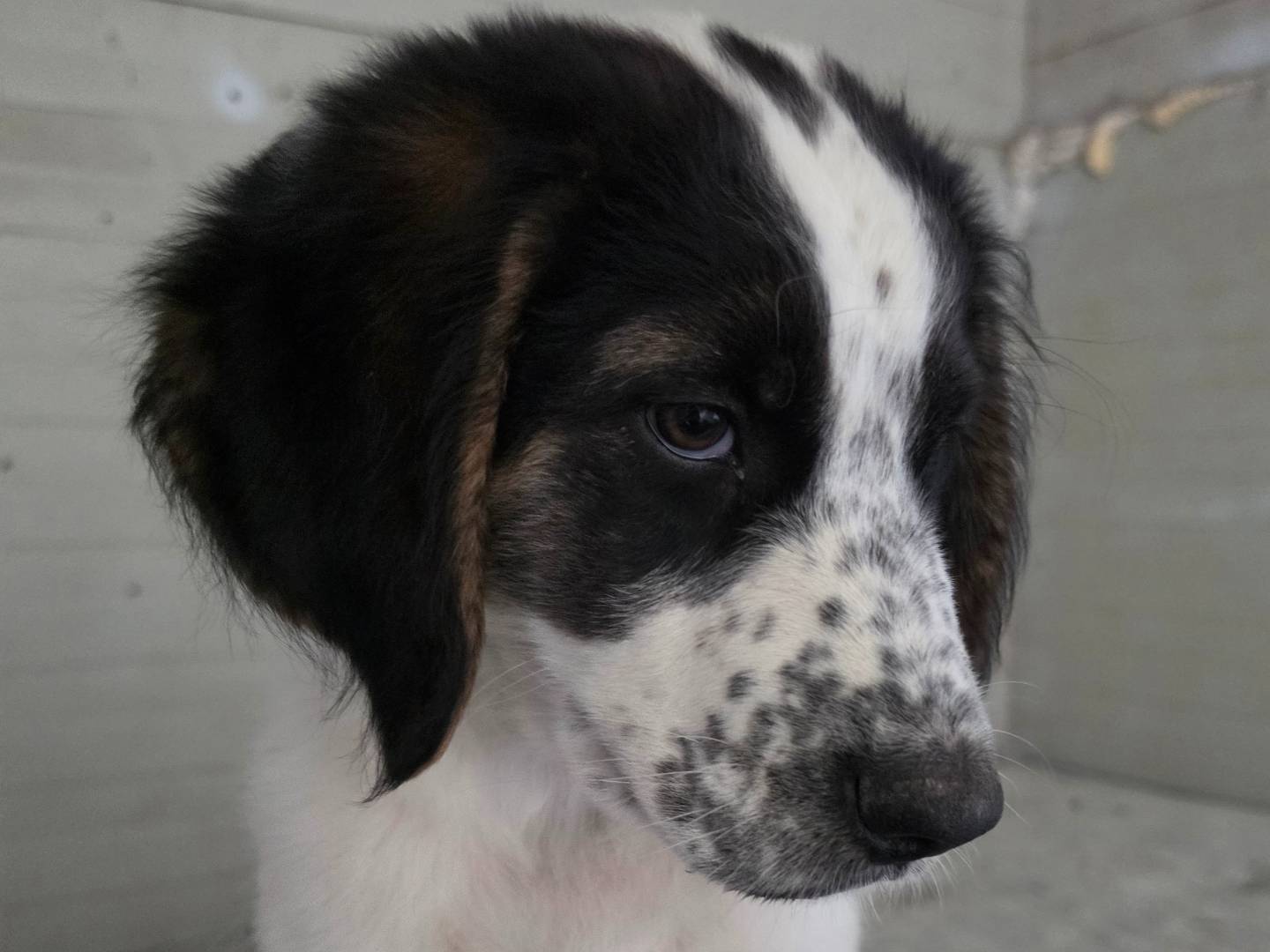 Adotta il cane Trail  a Roma
