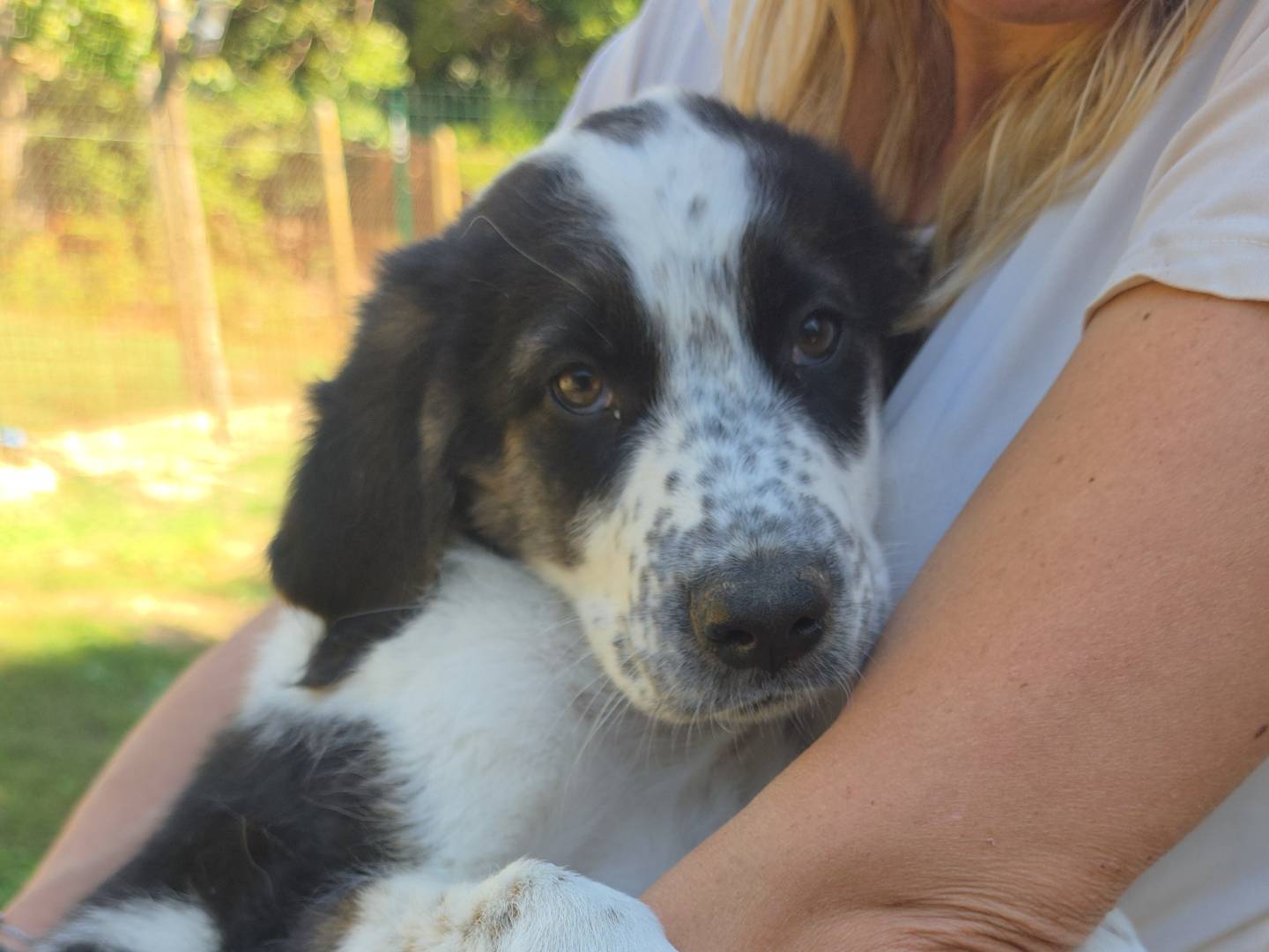 Adotta un cane, taglia grande, maschio, Roma