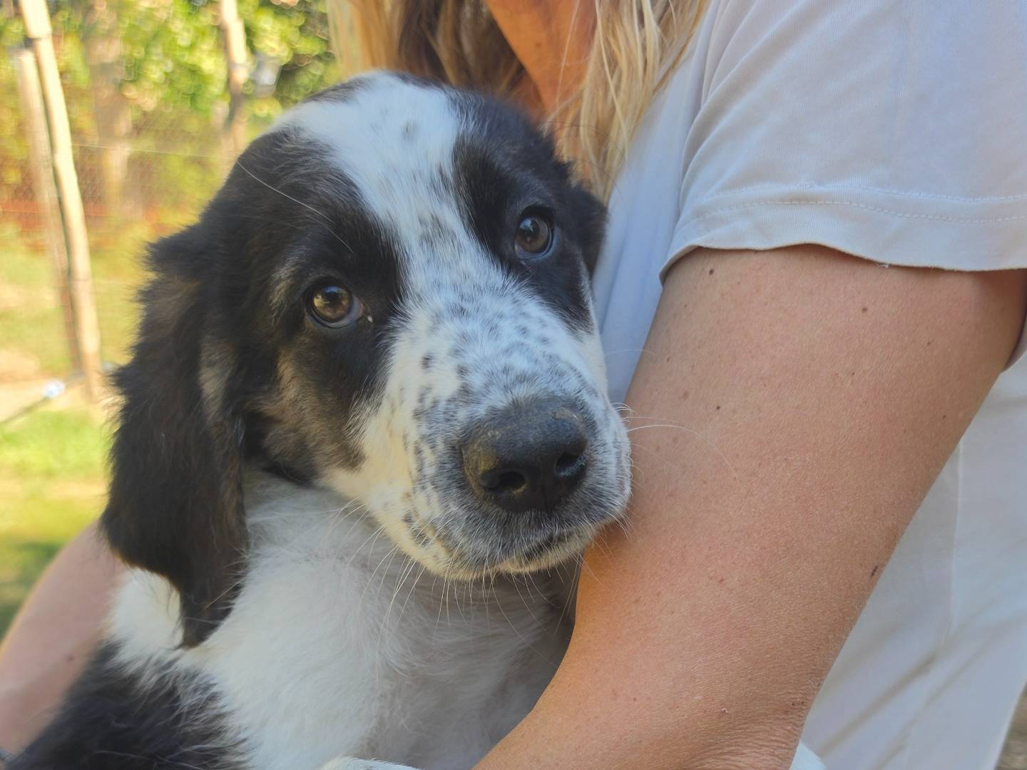 Adotta un cane, maschio, 2 mesi, Roma