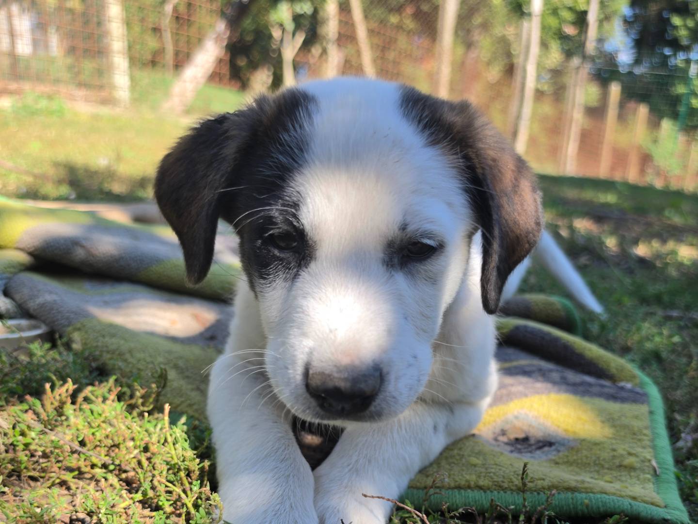 Adotta un cane, femmina, 2 mesi, Roma
