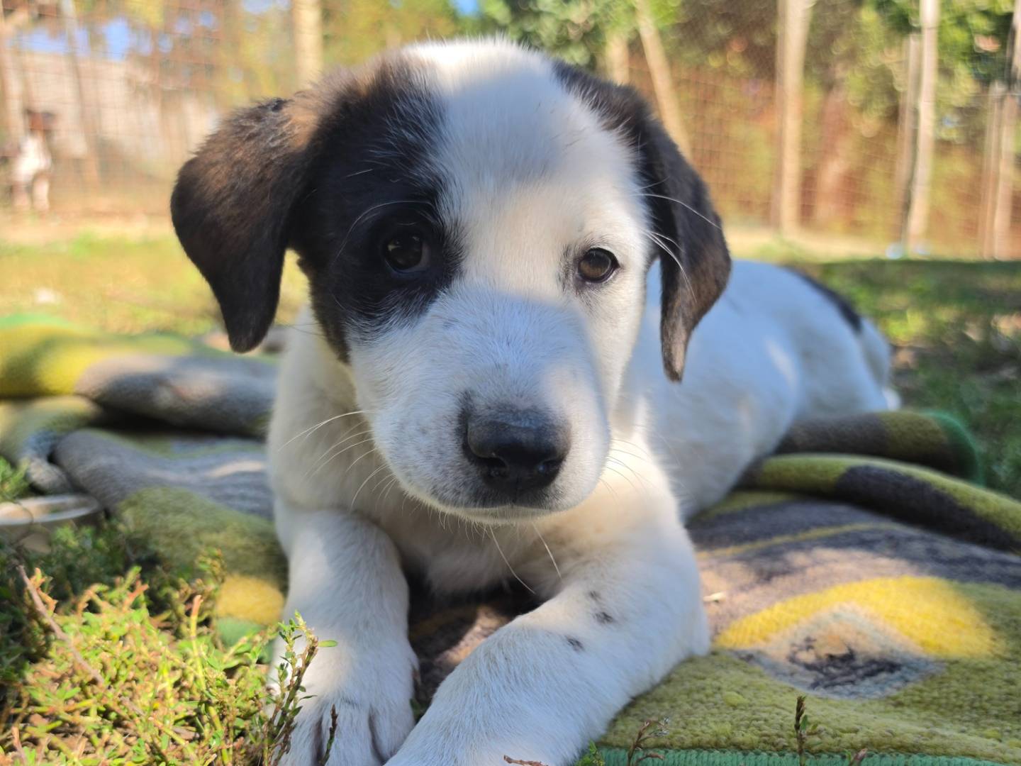 Adozione cane, femmina, Pastore maremmano Razza sconosciuta, 2 mesi, taglia media, Roma