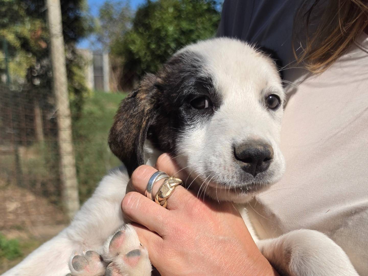 Adotta un cane, taglia media, femmina, Roma