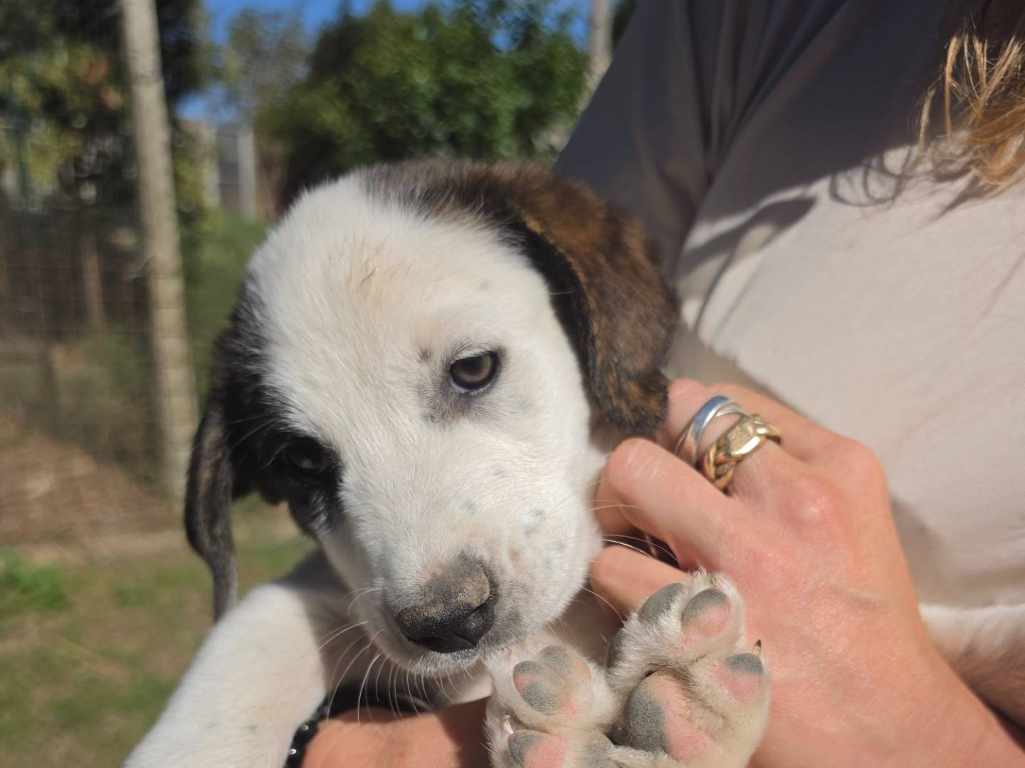 Vuoi adottare un cane a Roma?
