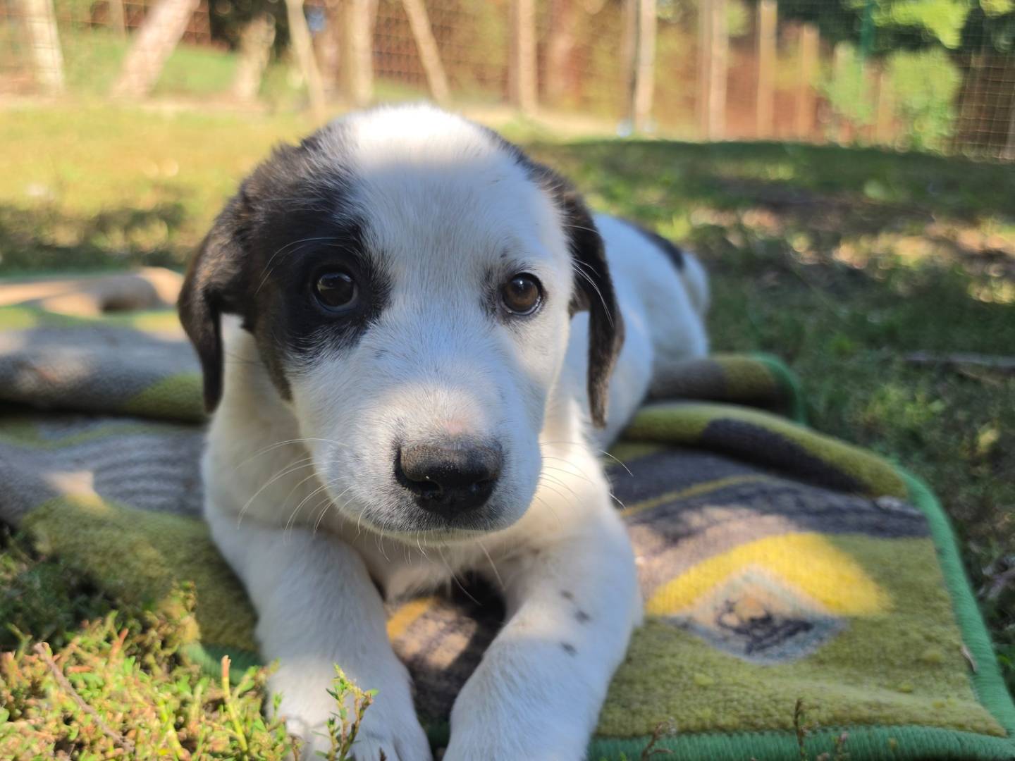 Adotta il cane Ciaspola a Roma