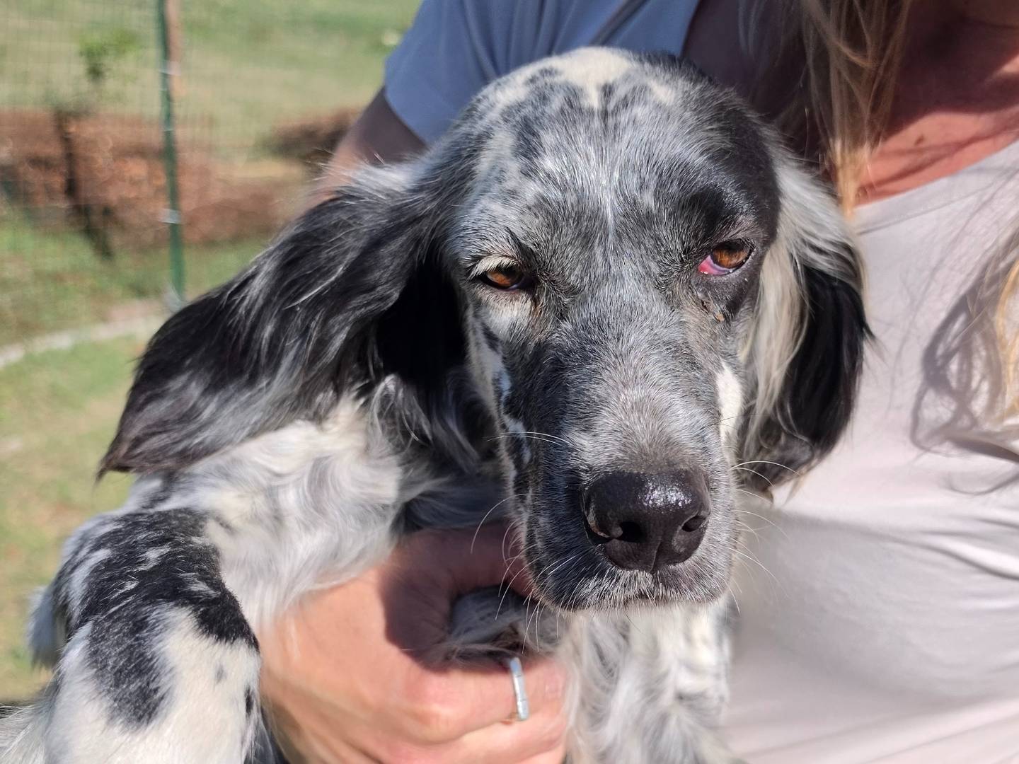 Adozione cane, femmina, Setter Inglese Razza sconosciuta, 5 anni e 7 mesi, taglia media, Roma