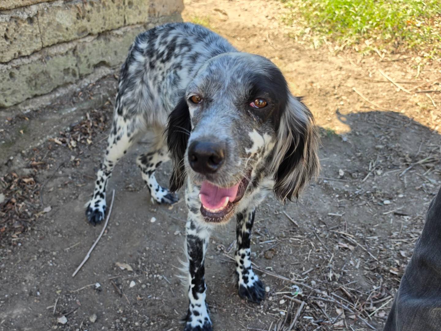 Adotta un cane, femmina, 5 anni e 7 mesi, Roma