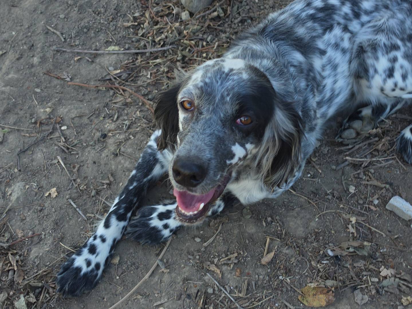Adotta un cane, taglia media, femmina, Roma