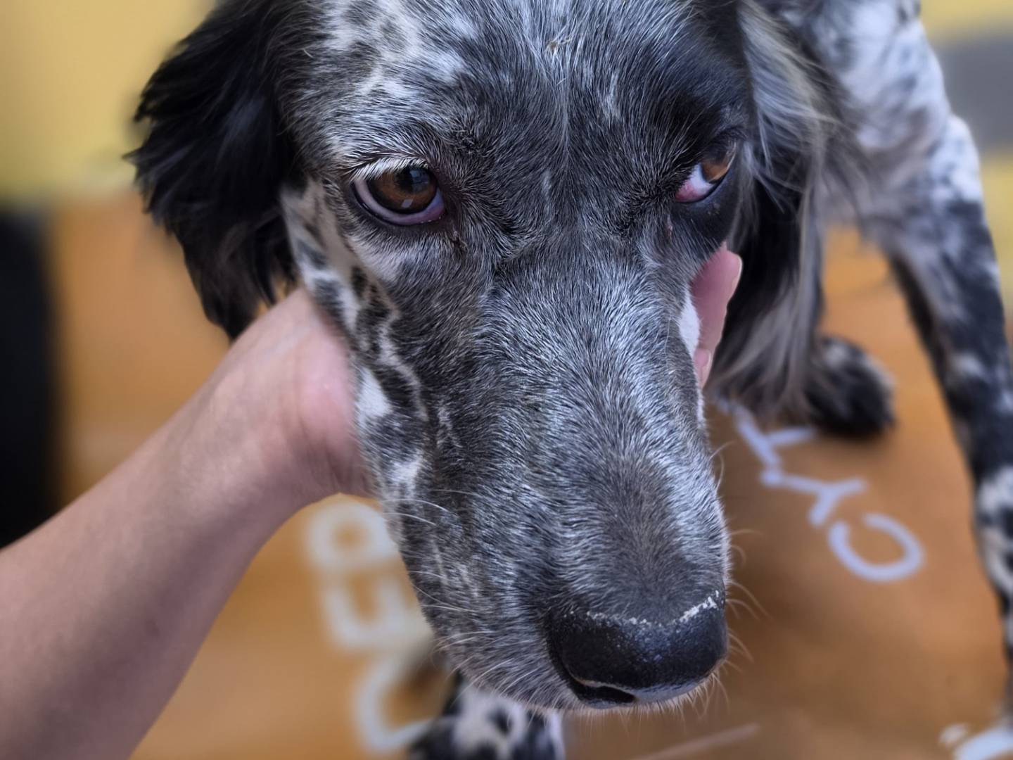 Vuoi adottare un cane a Roma?