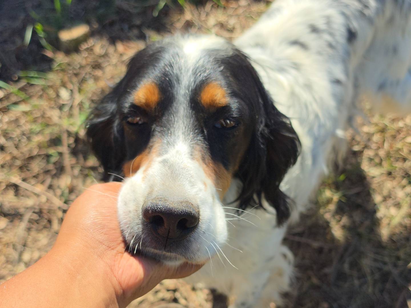 Adozione cane, maschio, Setter Inglese Razza sconosciuta, 4 anni e 4 mesi, taglia media, Roma