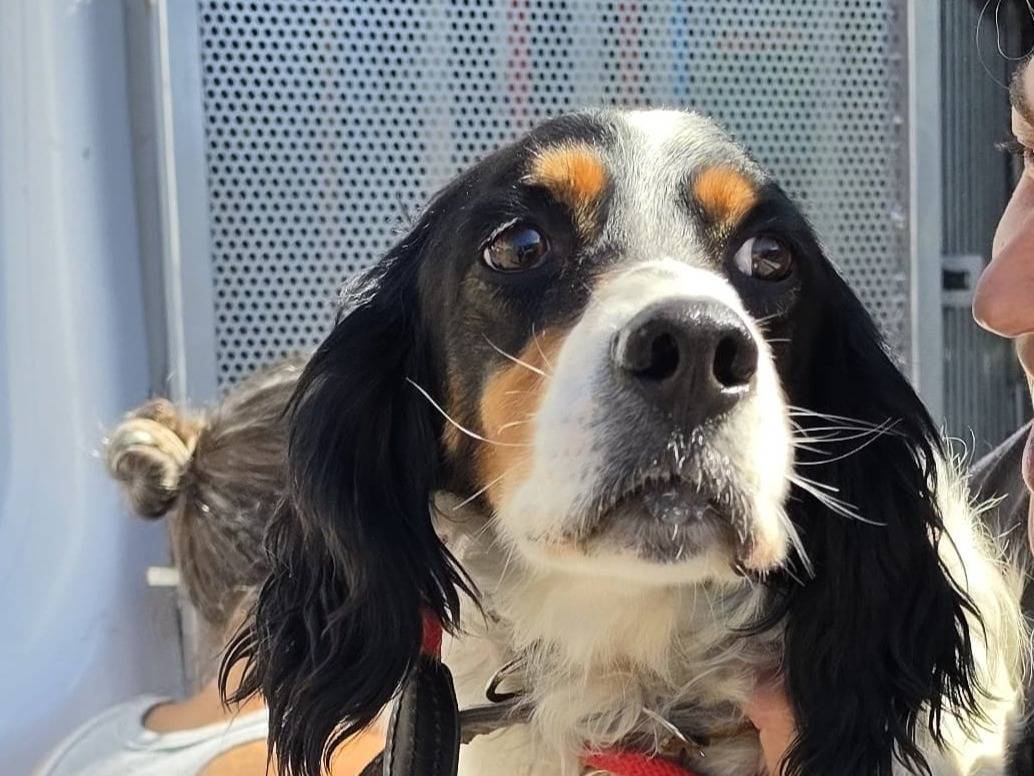 Adotta un cane, taglia media, maschio, Roma