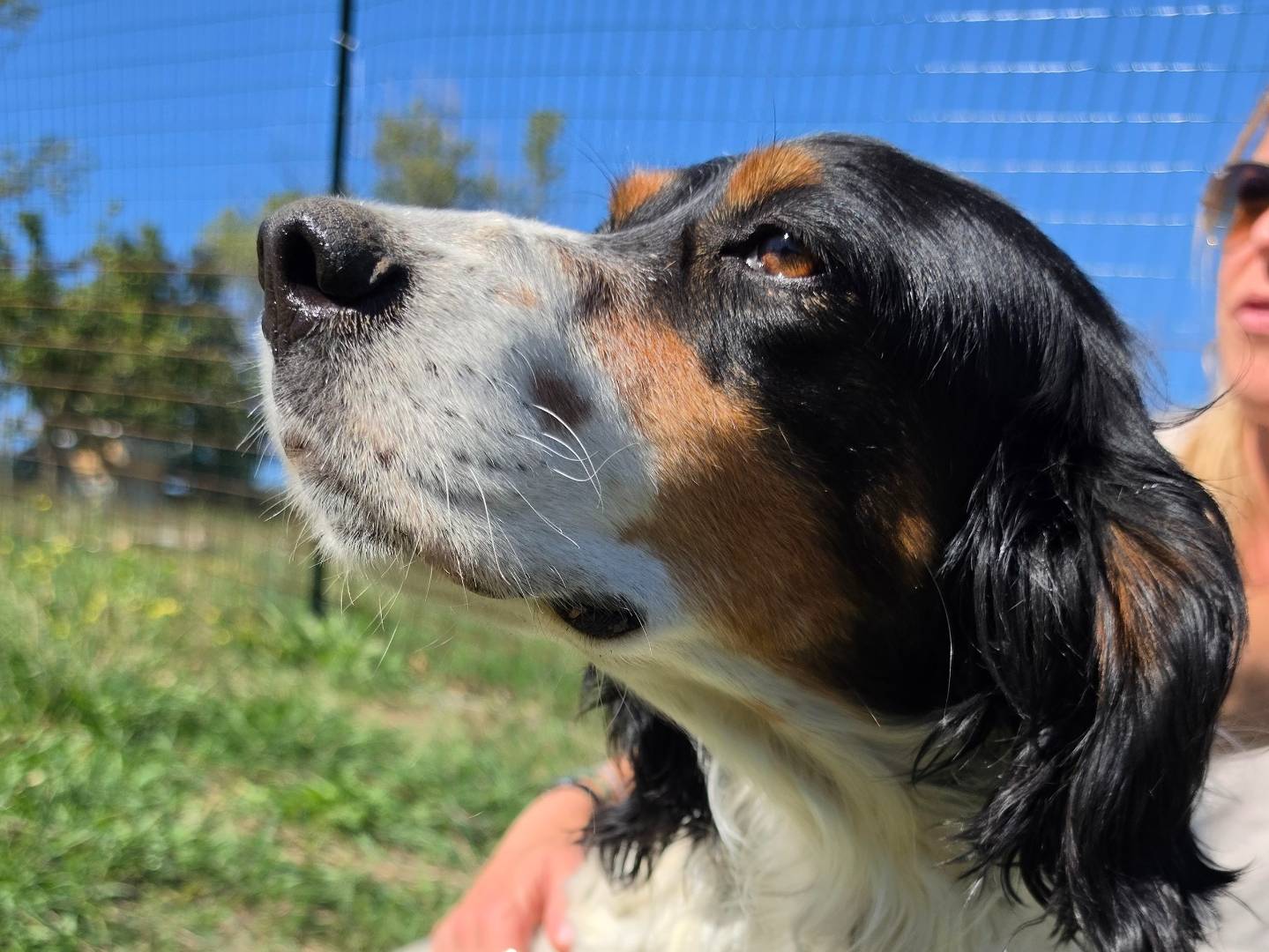 Adotta un cane, maschio, 4 anni e 4 mesi, Roma