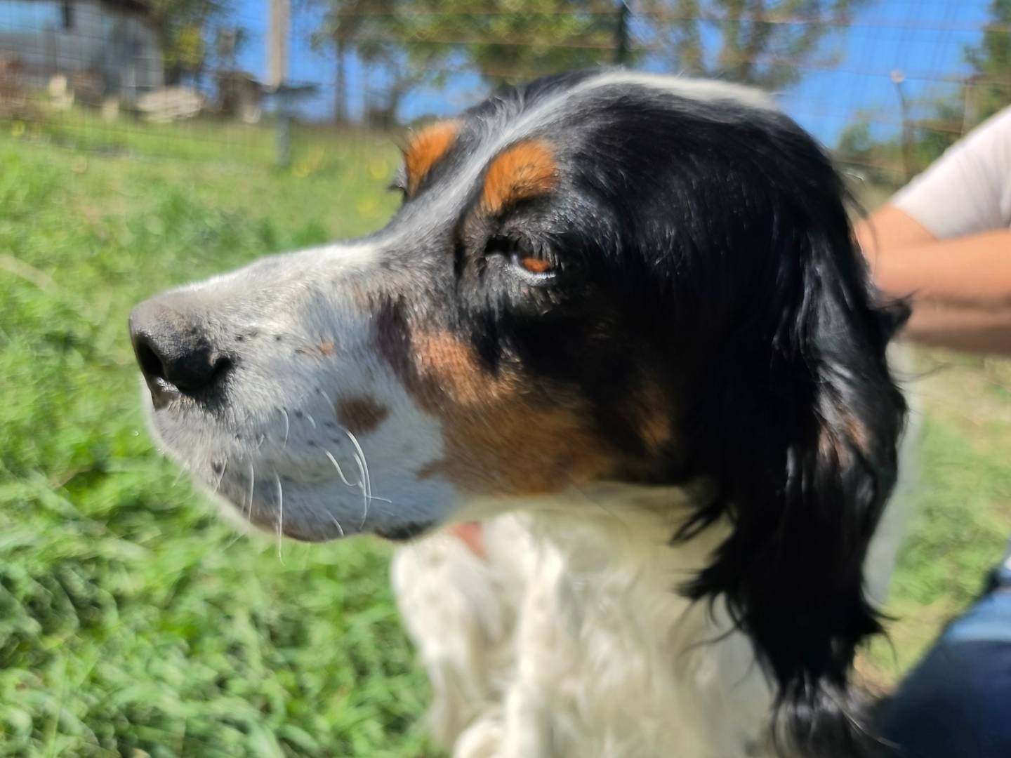 Vuoi adottare un cane a Roma?