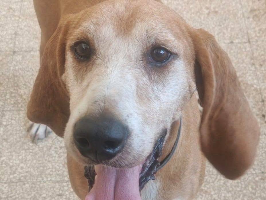 Adozione cane, maschio, Bracco Razza sconosciuta, 7 anni, taglia media contenuta, Caserta