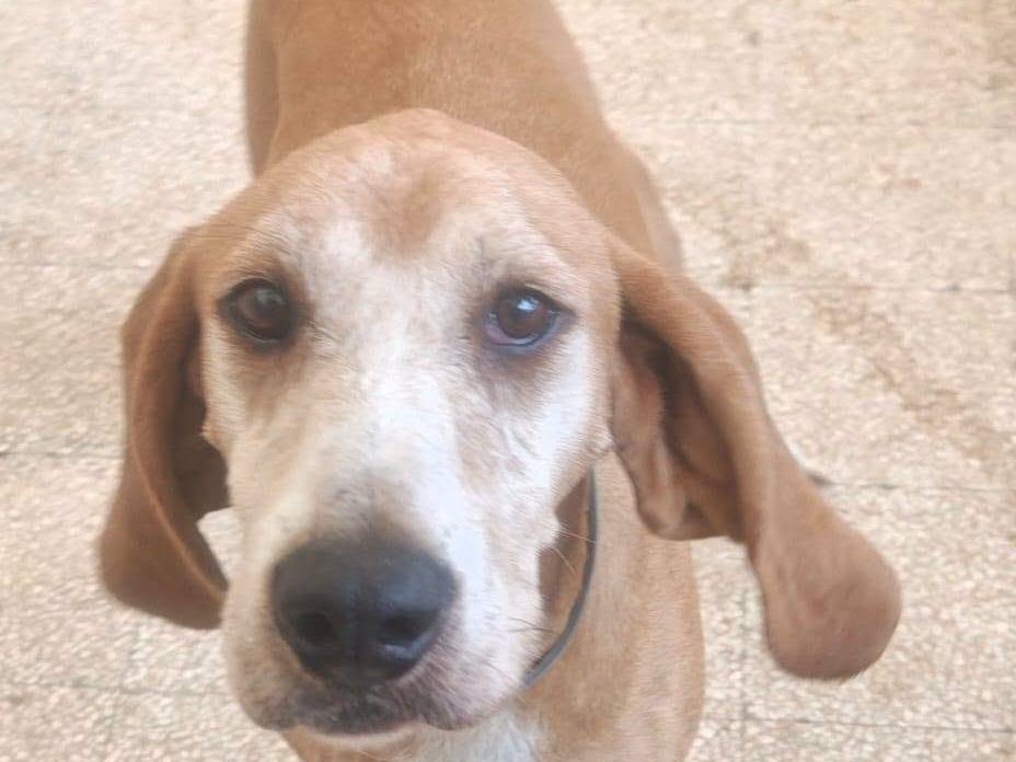 Adotta un cane, maschio, 7 anni, Caserta
