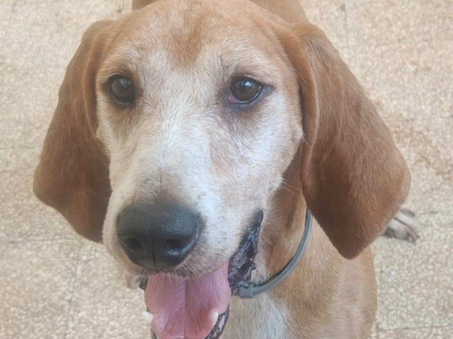 Adotta un cane, taglia media contenuta, maschio, Caserta