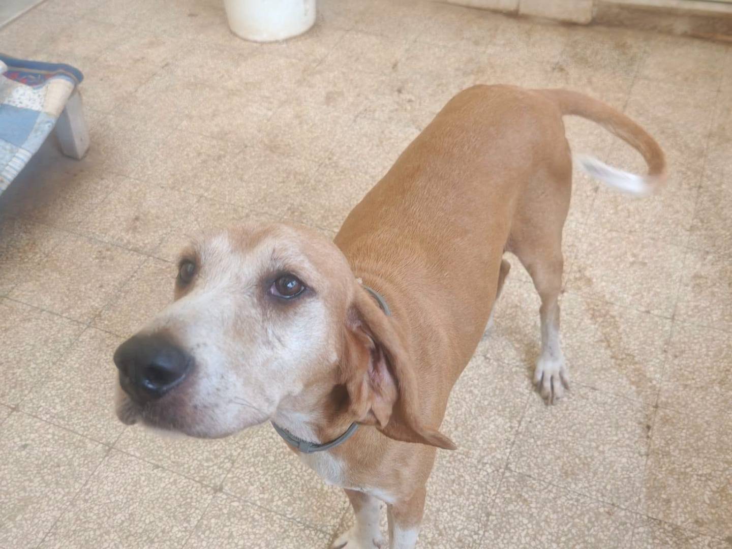 Vuoi adottare un cane a Caserta?