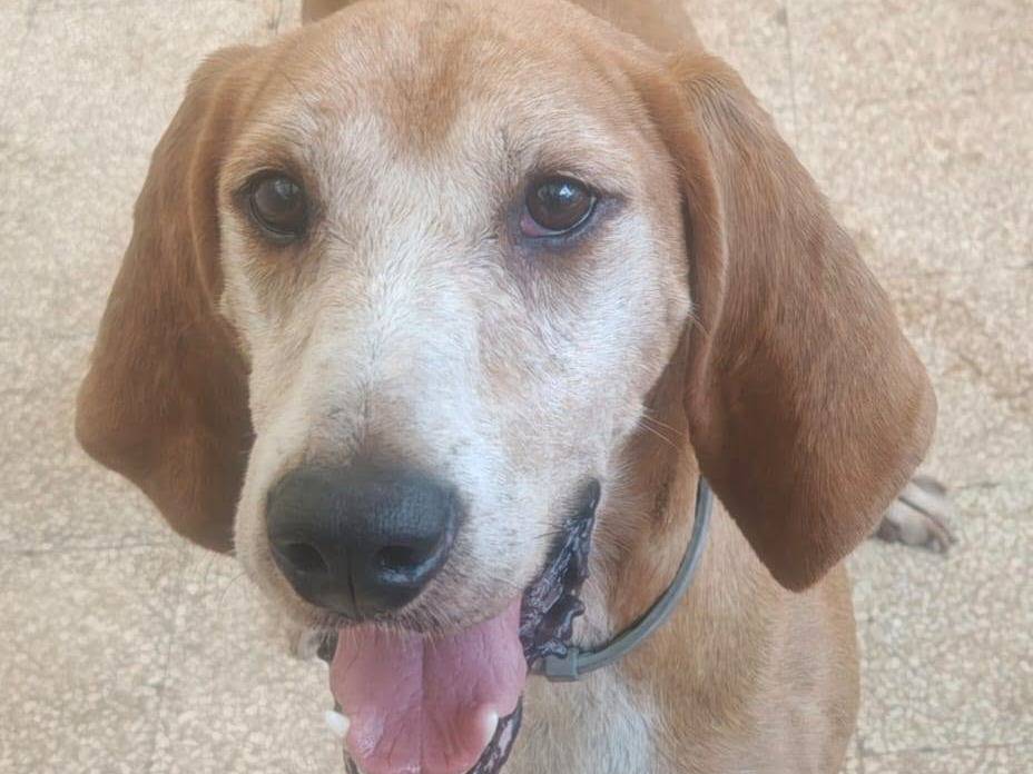 Adotta il cane Pino a Caserta