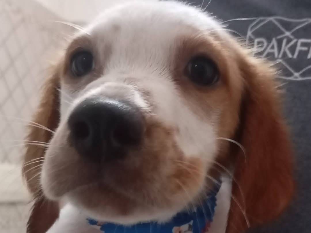 Adozione cane, femmina, Setter Inglese Razza sconosciuta, 4 mesi, taglia piccola, Matera